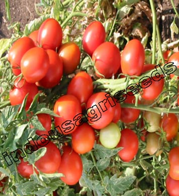 Indo Us Rajshakti Tomato F1 Hybrid Seeds