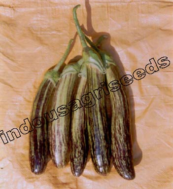 Indo Us Shivlaheri Brinjal F1 Hybrid Seeds