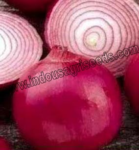 Royal Red Onion
