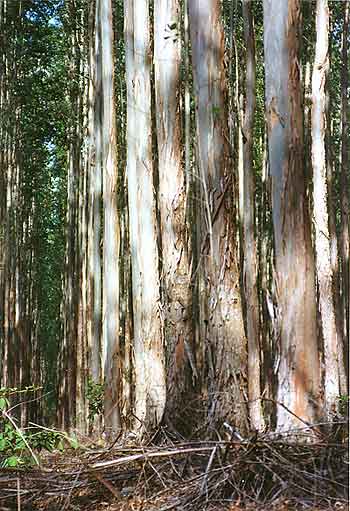 7 Year Old Eucalyptus Plants