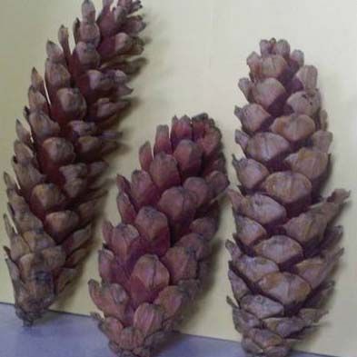 Pinus Strobus