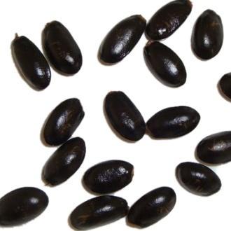 Annona Squamosa Seeds (Sitaphal Beej)