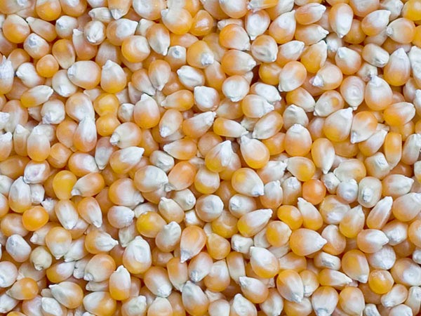 Yellow maize