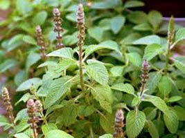 Coleus Forskohlii