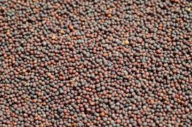 Natural Brown Mustard Seeds, for Cooking, Grade Standard : Food Grade