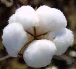 Raw cotton, Purity : 99% Purity