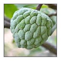 Fresh Custard Apple