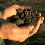 Petroleum Coke