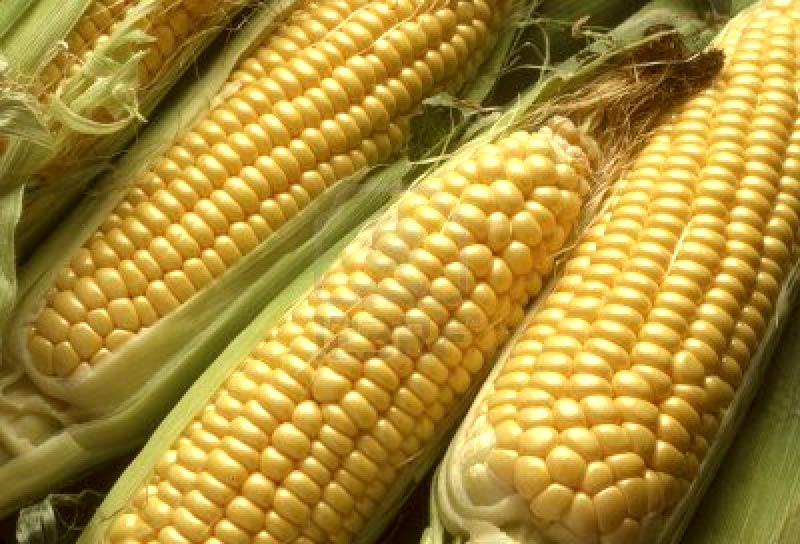 yellow maize seeds