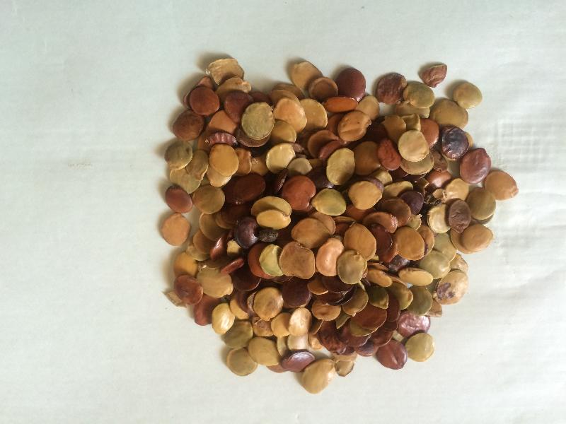 GLERICIDIA SEEDS