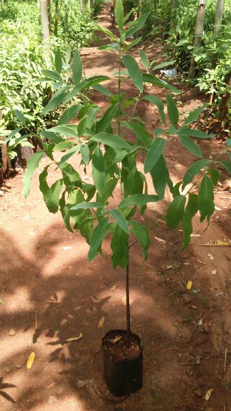 Sandal Plant Buy Sandalwood Plant For Best Price At Inr 25 Piece Approx