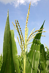 Organic Maize