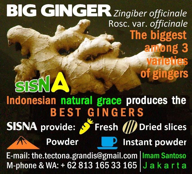 Big White Ginger