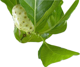Noni Products