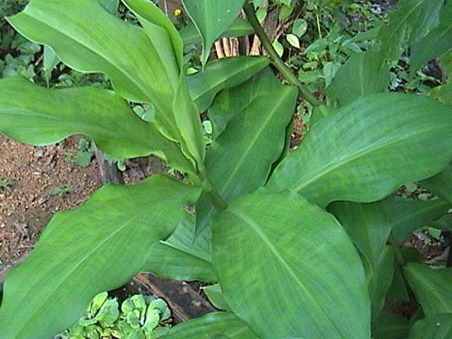 Insulin Plant