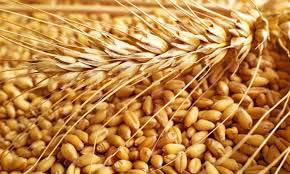 Fine Wheat