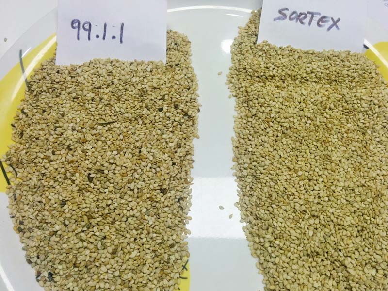 Natural Sesame Seeds, Purity : 99.95%