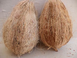 coconut