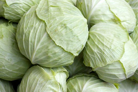 fresh cabbage