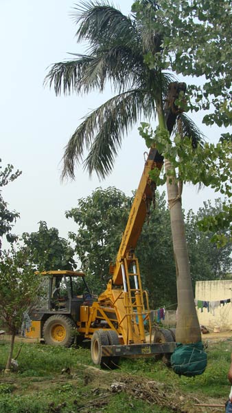 Bottle Palm