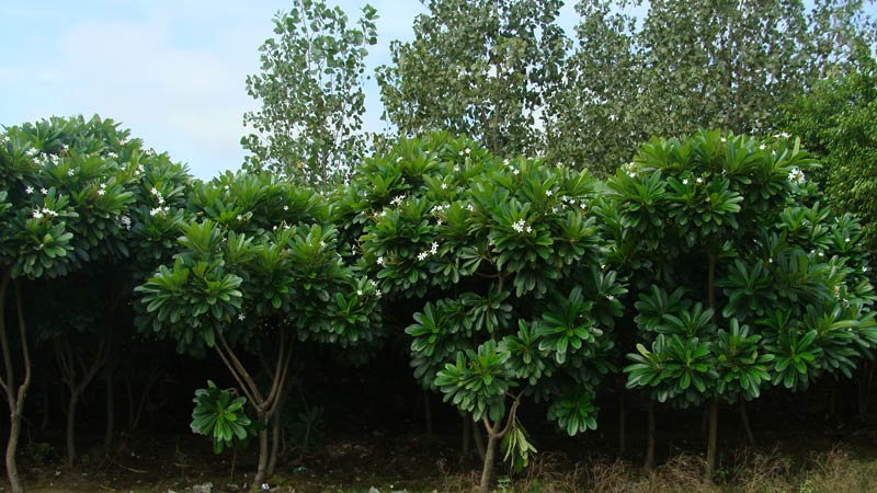 Plumeria Alba Plant