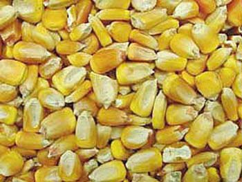Organic Human Feed Maize Seeds, Color : Yellow
