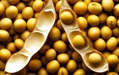 High Protein Organic Soybean Meal