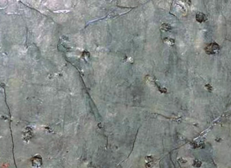 Ocean Green Quartzite
