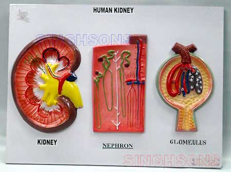 Human Kideny