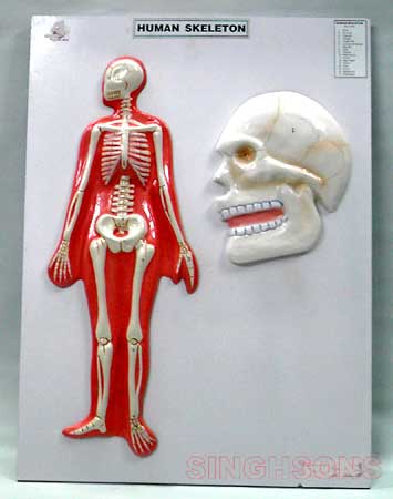 Human Skelton