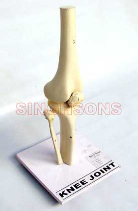Knee Joint On Dtand