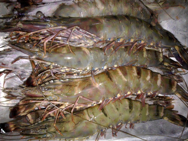 Live Seafood Vanamei Shrimp, Black Tiger Shrimps