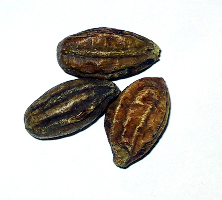 Myrobalan Seeds