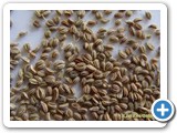 Ajwain