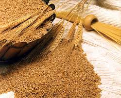 Natural Wheat Grains, for Roti, Chapati, Packaging Size : 10kg, 1kg, 25kg, 5kg