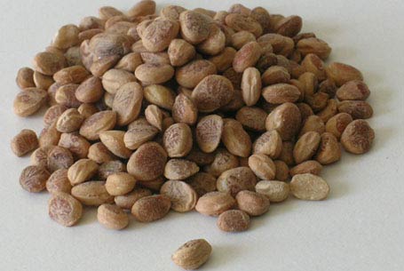 chironji seeds