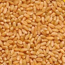 wheat grains