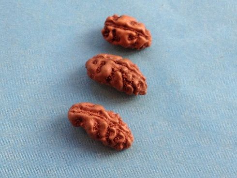 One Mukhi Rudraksha Beads