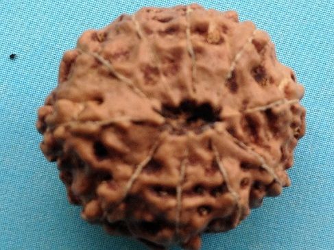 Ten Mukhi Rudraksha Beads