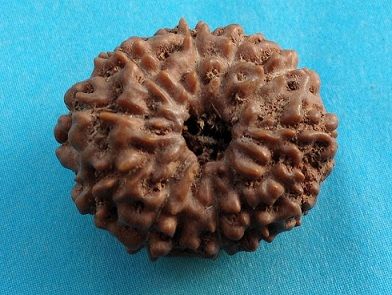 Eleven Mukhi Rudraksha Beads