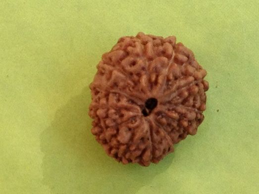 Twelve Mukhi Rudraksha Beads