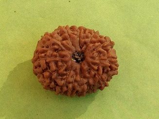 13 Mukhi Rudraksha Beads
