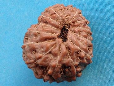14 Mukhi Rudraksha Beads