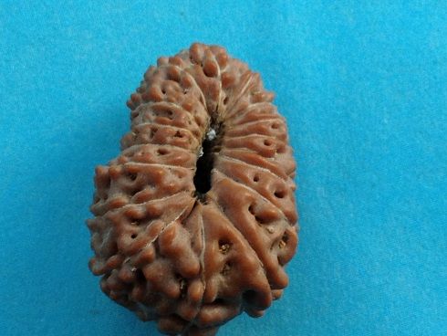 17 Mukhi Rudraksha Beads