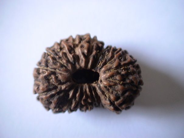 18 Mukhi Rudraksha Beads