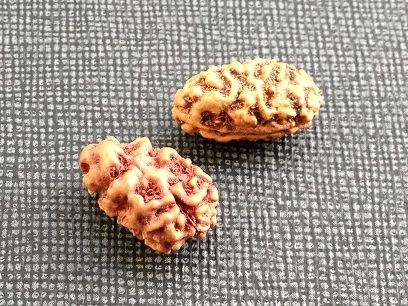 Two Mukhi Rudraksha Beads