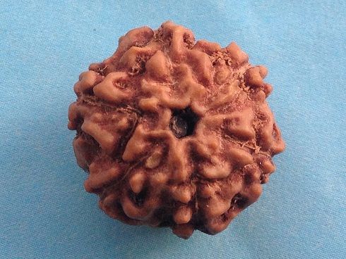 Six Mukhi Rudraksha Beads