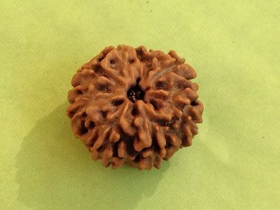 Seven Mukhi Rudraksha Beads