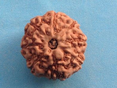 Eight Mukhi Rudraksha Beads