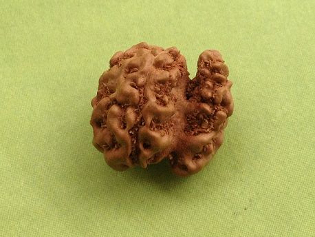 Nag Sawar Rudraksha